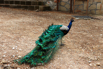 Obraz premium Peacock (Peafowl, Peachicken) train tail closed from behind at the Seven Springs (Epta Piges) famous tourist attraction park