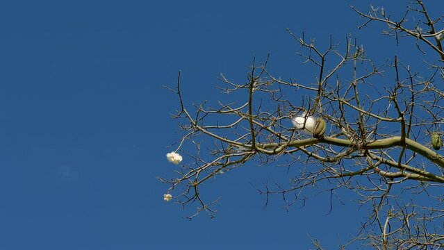 Ceiba speciosa
