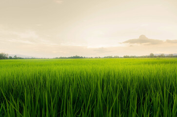 Landscape of green crops and field. Farming of agriculturist with seeding of rice, young plant and field. Rice field with sunset and farmland. Thailand agriculture and farm in Asia.