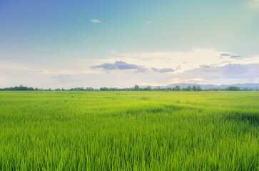 Fototapeta na wymiar Landscape of green crops and field. Farming of agriculturist with seeding of rice, young plant and field. Rice field with sunset and farmland. Thailand agriculture and farm in Asia.