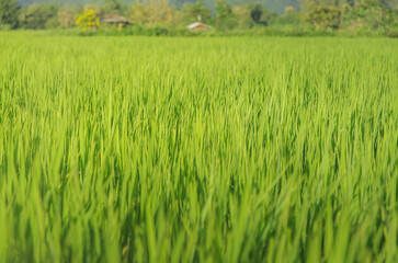 Landscape of green crops and field. Farming of agriculturist with seeding of rice, young plant and field. Rice field with sunset and farmland. Thailand agriculture and farm in Asia.
