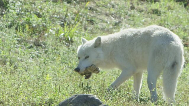 Wild animal - Cinematic wolves in the forest