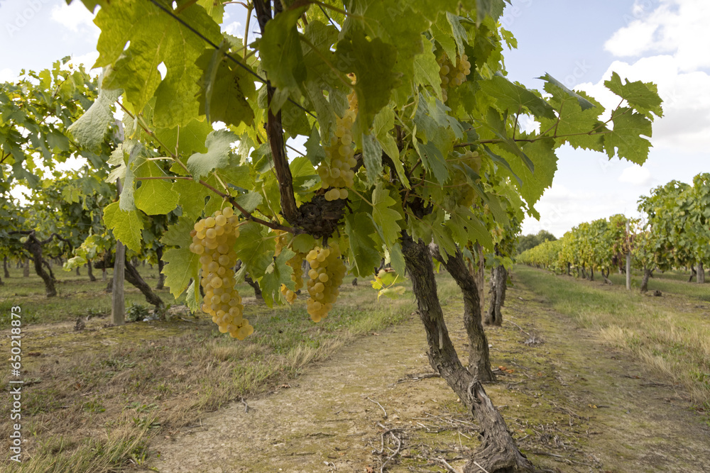 Poster Grappes de raisin blanc dans un vignoble charentais	