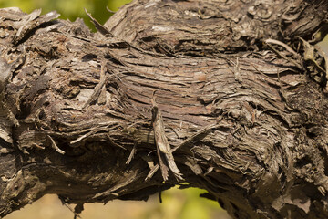 Détail de bois d'un cep de vigne	