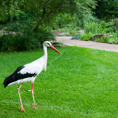 A stork on a green meadow in a summer park.