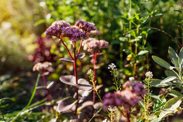 Blooming sedum Matrona with burgundy leaves and stems in summer garden at sunset. Autumn succulent flowers. - obrazy, fototapety, plakaty