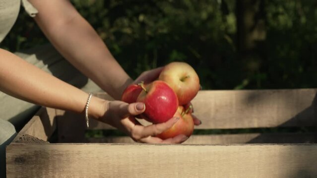 Woman picking up red apples from tree in own home countryside orchard. Wood box.