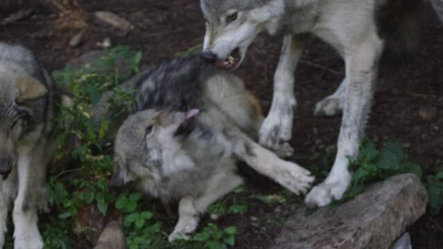 Wild animal - Cinematic wolves in the forest