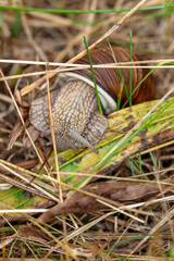 Burgundy snail, helix pomatia, an common snail in Europe, in grass