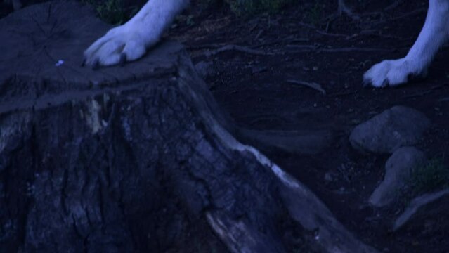 Grey Wolf in the Wild - Canadian Animal Slow motion nature