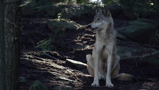 Grey Wolf in the Wild - Canadian Animal Slow motion nature