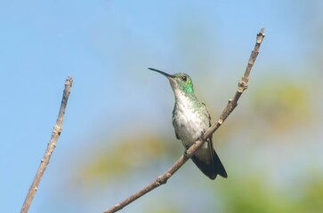 BEIJA FLOR DE BARRIGA BRANCA