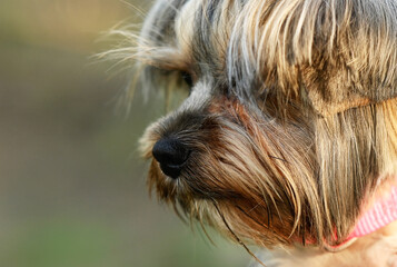 Cute dog photography, yorkshire terrier photo