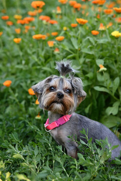 Cute dog photography, yorkshire terrier photo