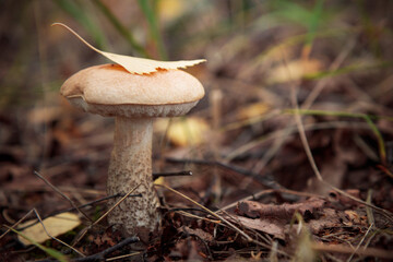 Edible mashrooms, fresh and natural rough boletus in the autumn forest
