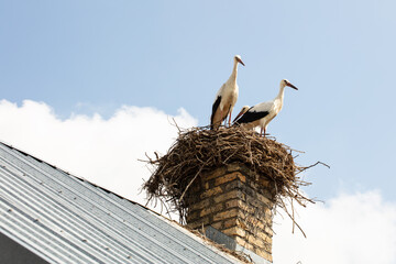 two beautiful storks stand in their nest, close up