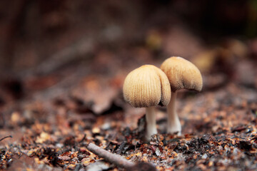 non-edible mashroom, amanita, toadstool in a autumn forest