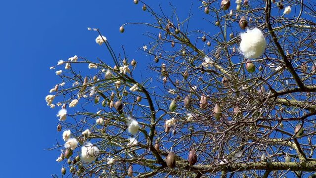 Floss silk tree