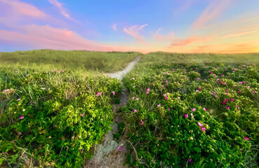 Rosa Rugosa Blossoms (Rose Hips) on a Beach Path at Chatham, Cape Cod in New England