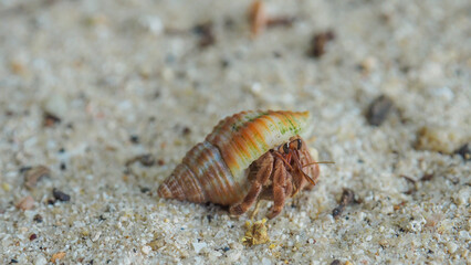 Wildlife Beach Hermit Crab Animal Shell Seashell on Beach Macro