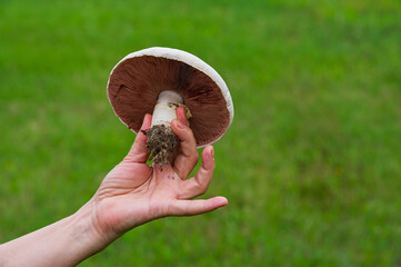 One gill mushroom in a female hand.