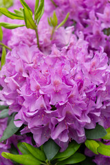 Pink flowers of the shrub of rhododendron.