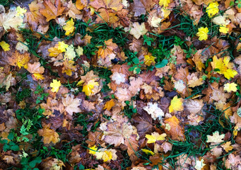 Carpet of Autumn Fallen Leaves on the grass. Top view. Fall background in yellow, orange, brown, and green colors