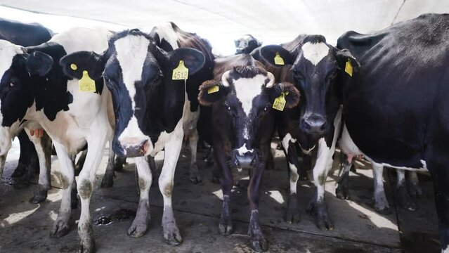 Vacas lecheras en un tambo en un campo en la pampa, Provincia de Buenos Aires, Argentina