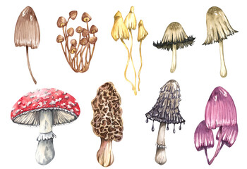 Watercolor poisonous mushrooms set, isolated on white background. Autumn forest illustration - obrazy, fototapety, plakaty