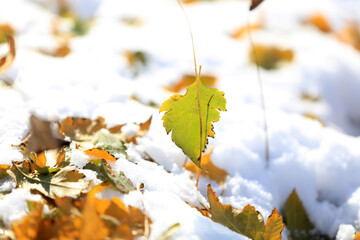 Fallen leaves in the snow