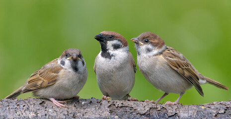 Adult Eurasian tree sparrow (passer montanus) posing with his begging children for family portrait...