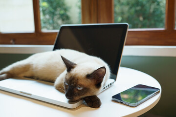 Cat on laptop working from home with cat. cat asleep on laptop keyboard assistant cat working at Laptop.