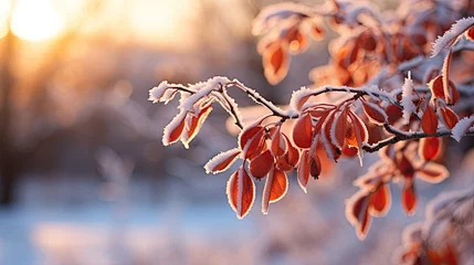 Fototapete Frozen red leaves from a tree in winter © jr-art