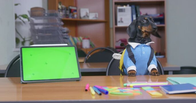 Diligent pupil dog dachshund in school uniform, excellent student sits down at desk fake curtsies in front of teacher Distance education online, tablet with green screen September 1, back to school
