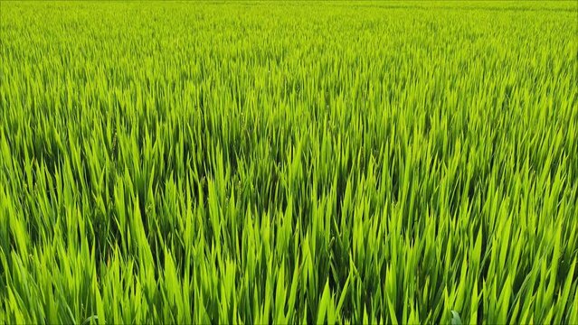 green rice paddy crop field farm wide angle 4k footage