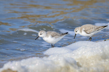 A Sanderling running along the shore of the sea