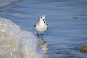 A Sanderling running along the shore of the sea