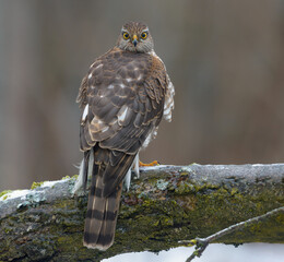 Female eurasian sparrowhawk (accipiter nisus) sits on icy branch as she controls environment around herself with full head turn