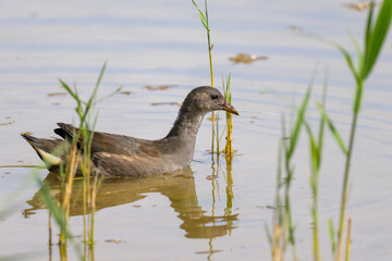A young common moorhen swimming on a lake