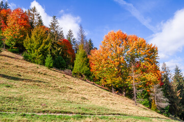 Autumn mixed forest on a mountain slope. Colorful scene of the Carpathian mountains near the village of Volovets, Ukraine, Europe