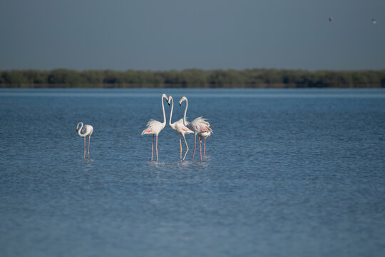Flamingos in a circular formation wading through the picturesque mangroves of Umm Al Qwain, United Arab Emirates. Capturing the vibrant wildlife of the Middle East and the Arabian Peninsula