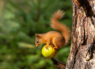 Scottish red squirrel balancing on a green apple in the woodland with natural forest background 