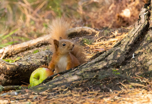 Cute and hungry little scottish red squirrel with an apple at the bottom of a tree in the woodland
