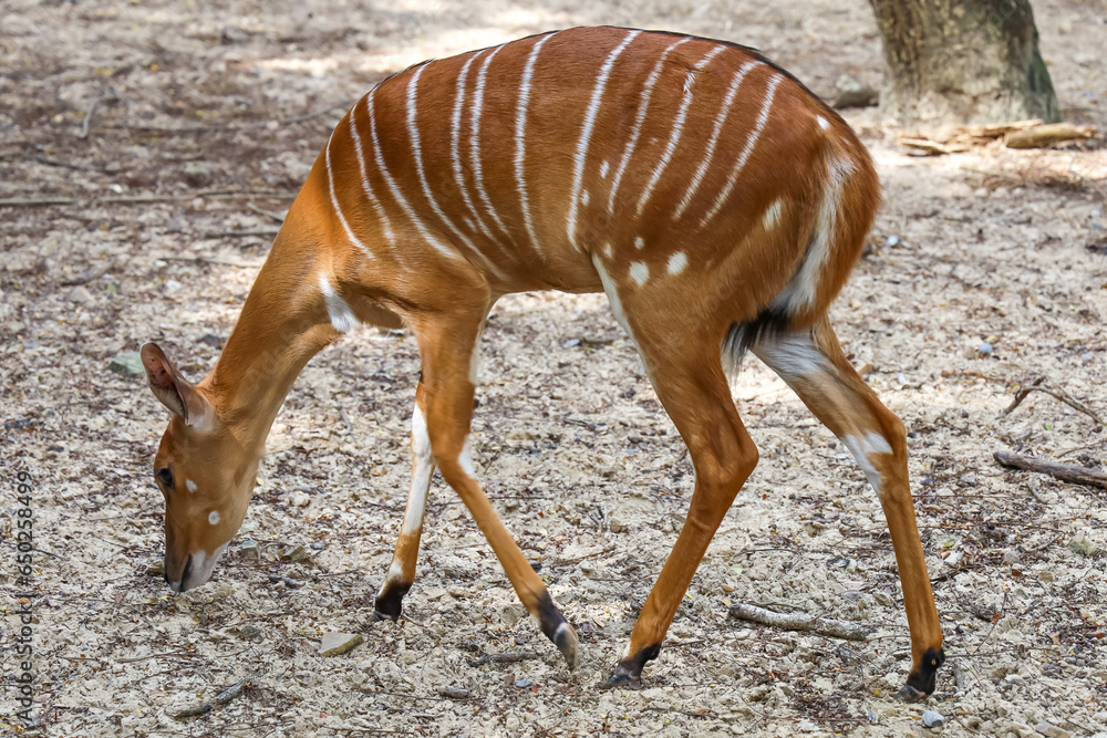 Wall mural The Nyala baby is stay in garden