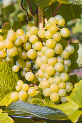 Close-up of white ripe sweet fruity grapes on the vine in the vineyards of Rheinhessen/Germany