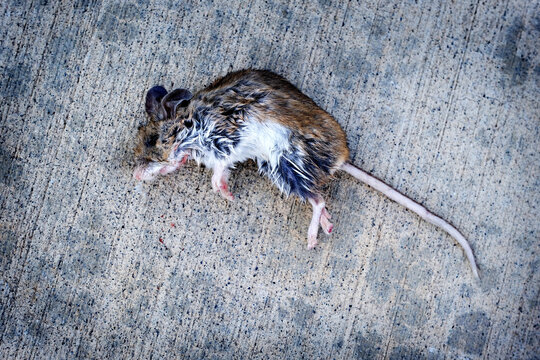 Dead Mouse Body on Concrete