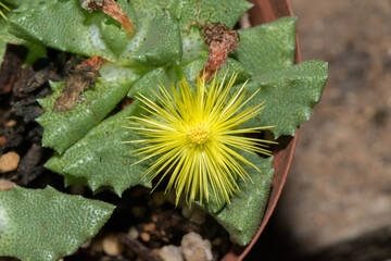 The threatened Stomatium suricatinum, native to the Western Cape in South Africa, displaying its...