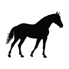 Horse Silhouette on White