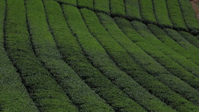 Panoramic view of tea plantations, Kyushu region, Yame, Japan