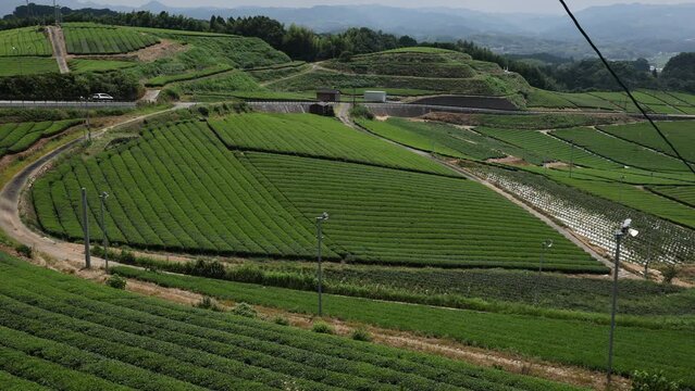 Panoramic view of tea plantations, Kyushu region, Yame, Japan